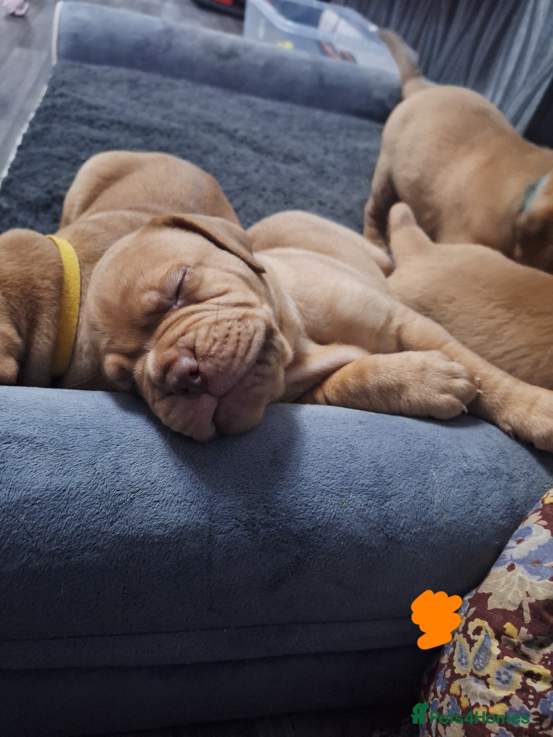 Dogue De Bordeaux dogs for sale: READY TO LEAVE! Stunning Dogue De Bordeaux Puppies - Advert 29