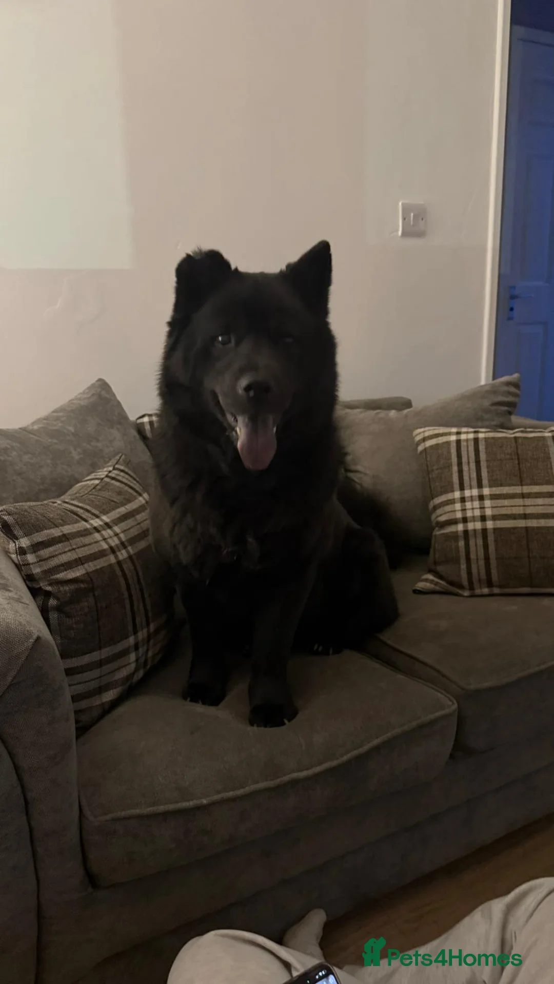 Mixed Breed dogs for sale: Amazing Chowski looking for a loving home - Advert 2