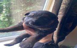 German Shepherd dogs for sale: beautiful long haired working german shepards - Image 1