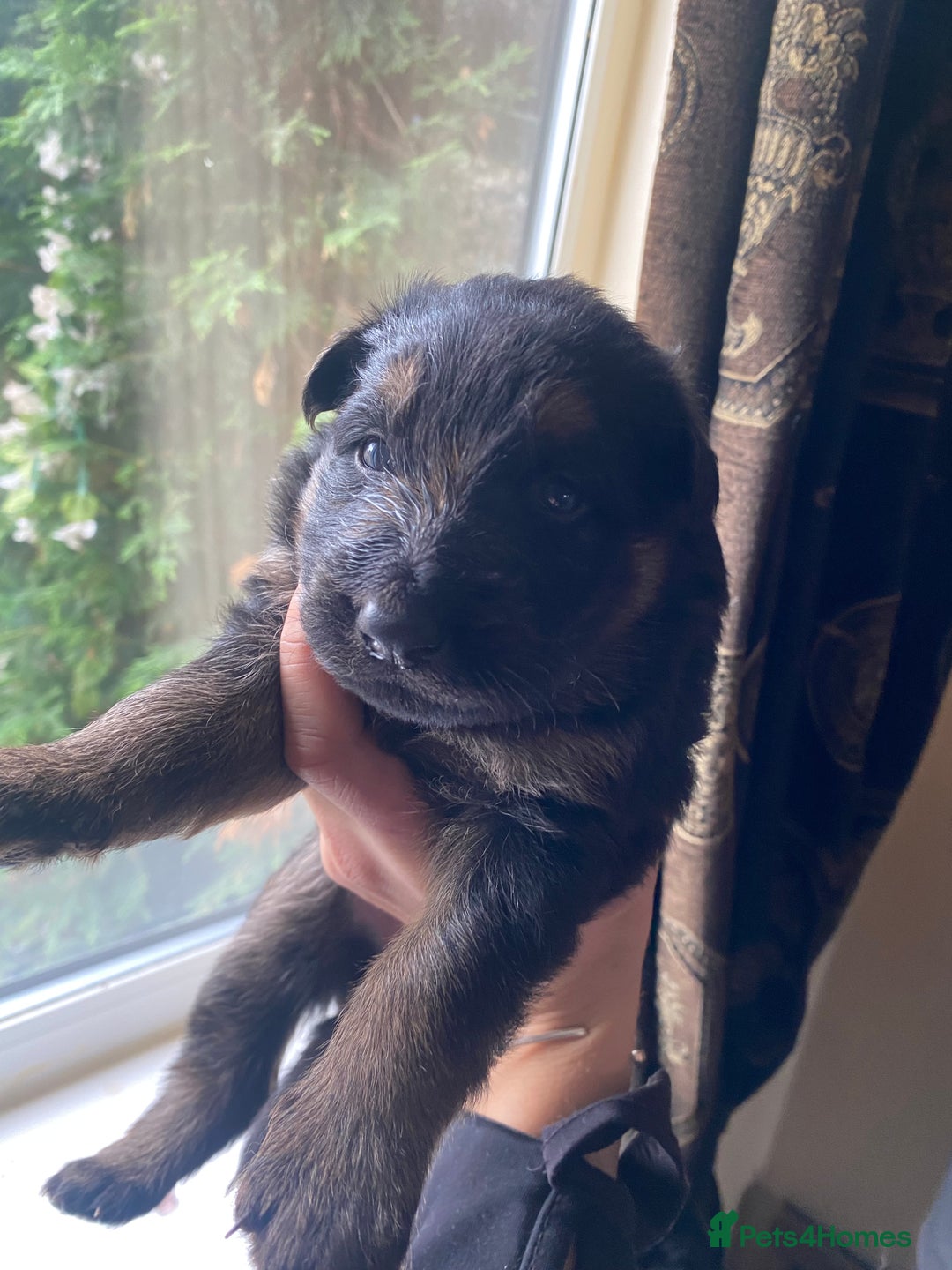 German Shepherd dogs for sale: beautiful long haired working german shepards - Image 1