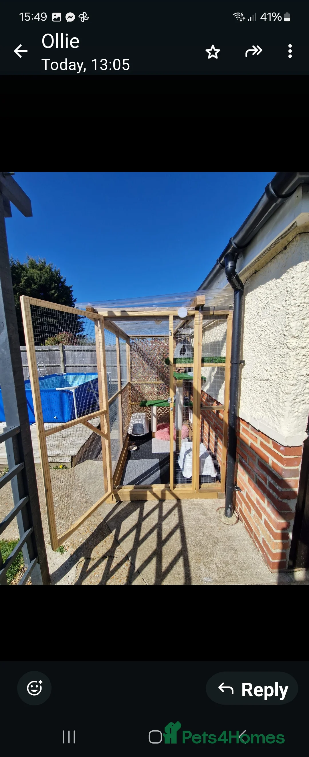 Bengal cats for stud: Proven Snow Bengal for studd in Southampton - Advert 14