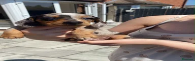Miniature Dachshund 7