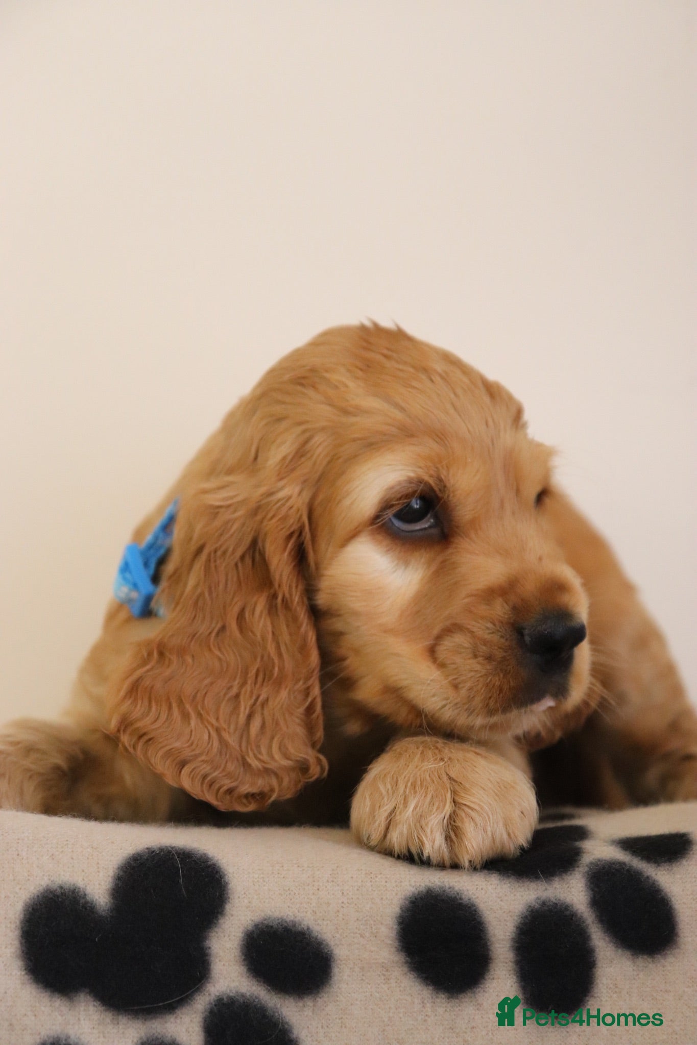 Cocker Spaniel dogs Show Cocker spaniels  - Advert 2