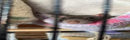 Rat rodents for sale: Female Fancy Rats For Sale in Rotherham - Advert 8
