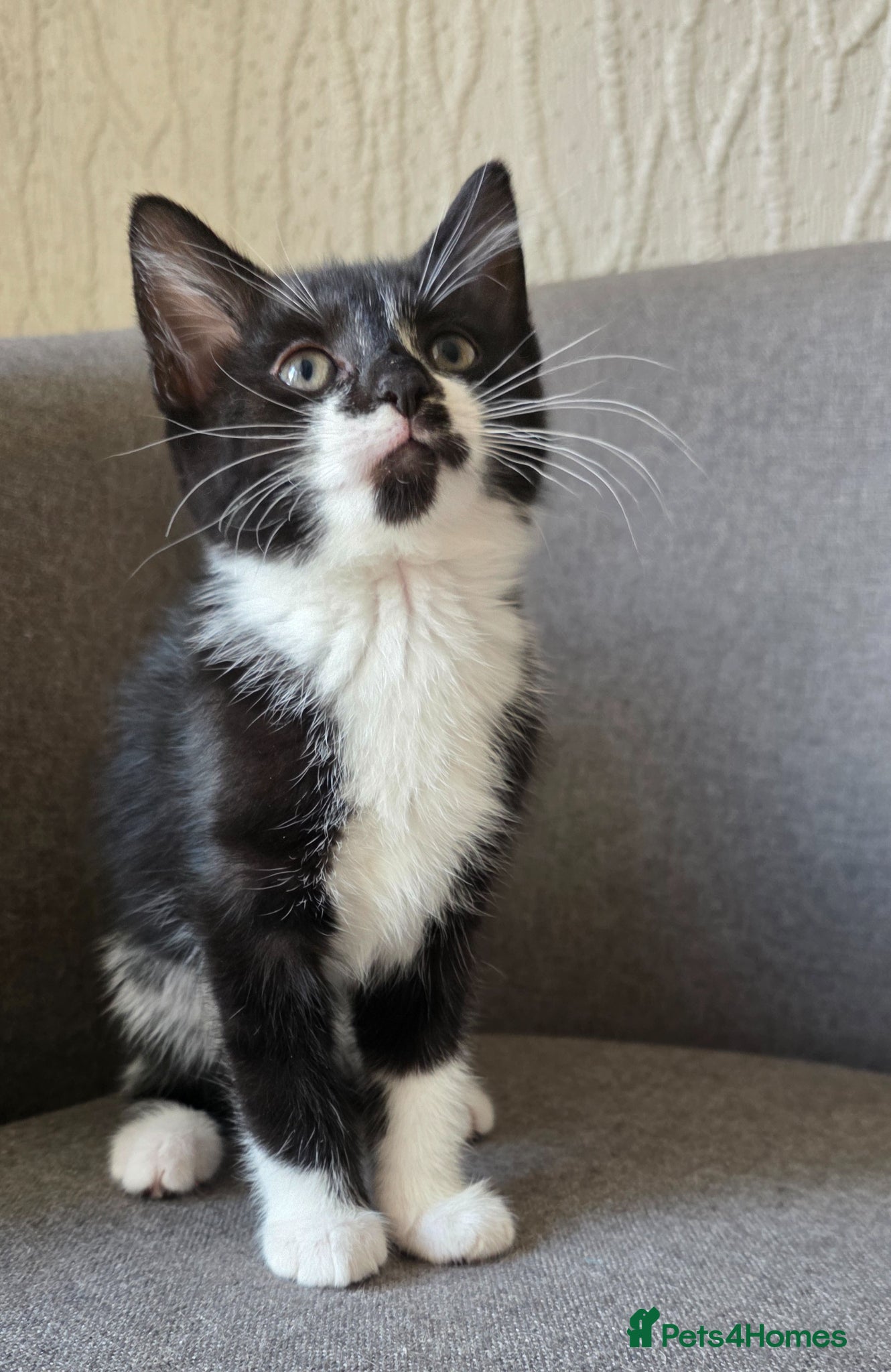 Domestic Shorthair cats Two girls looking for a new home  - Advert 11