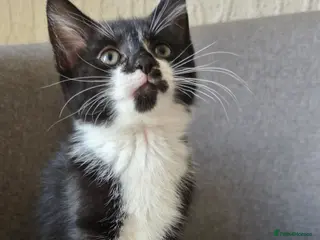 Domestic Shorthair cats Two girls looking for a new home - Advert 2
