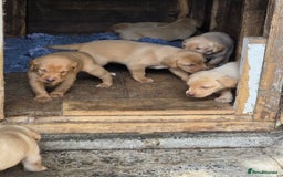 Labrador Retriever dogs for sale: Kc reg  yellow lab puppies 🐶  - Image 2