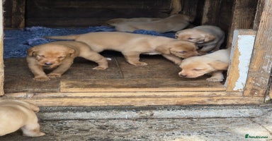 Labrador Retriever dogs - Advert 12