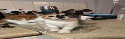 Mixed Breed cats for sale: 5 gorgeous medium/shorthair kittens - Advert 3