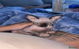 Sphynx cats for sale: Dobby… the dream sphynx kitten - Image 3
