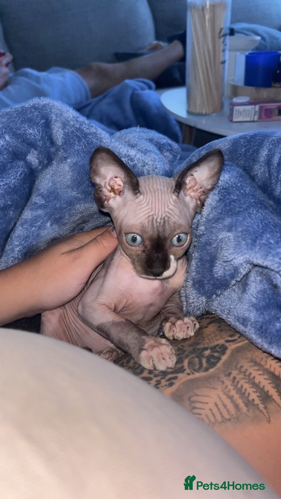 Sphynx cats for sale: Dobby… the dream sphynx kitten - Image 3