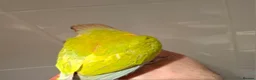 Conures birds for sale: Beautiful Hand Reared American Dilute Conure - Advert 2