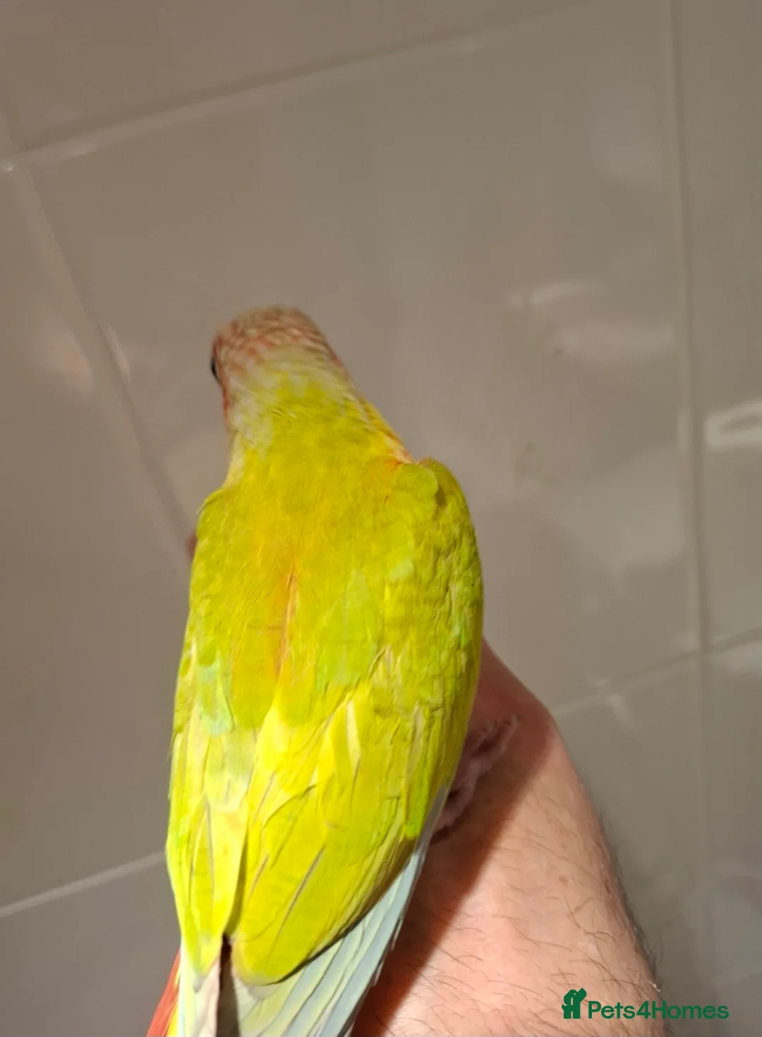 Conures birds for sale: Beautiful Hand Reared American Dilute Conure - Advert 2