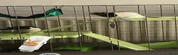 Rat rodents for sale: Two male fancy rats  in Ilford - Advert 5