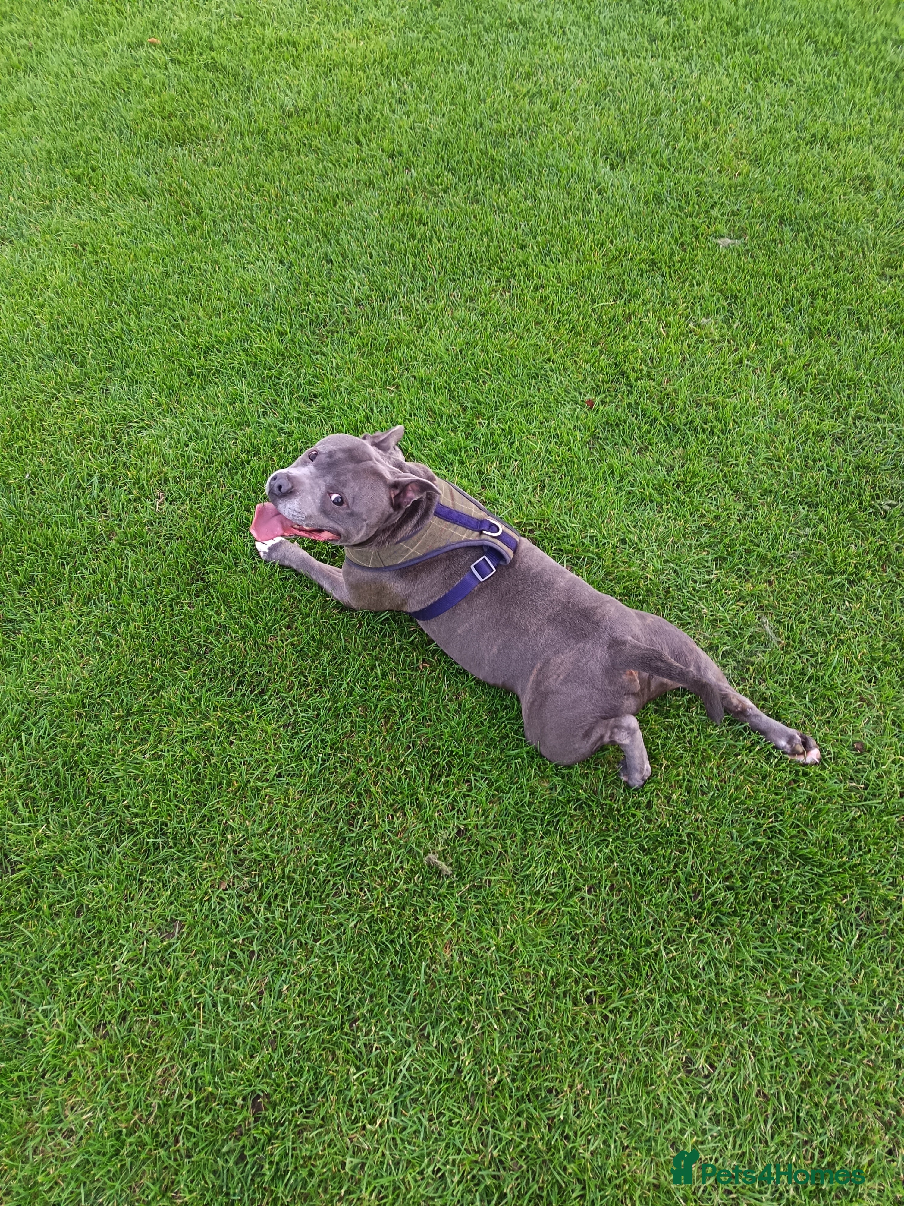 Staffordshire Bull Terrier dogs Rocco - Advert 5