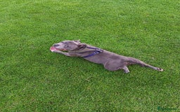 Staffordshire Bull Terrier dogs for sale: Rocco - Image 1