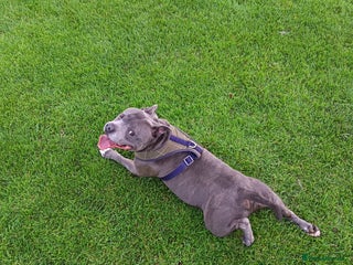 Staffordshire Bull Terrier dogs - Advert 4