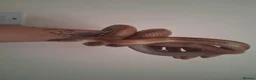Corn Snake reptiles for sale: Adult male corn snake with 2 vivariums - Advert 6