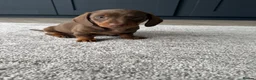 Miniature Dachshund dogs for sale: Gorgeous Miniature Daschund puppies in Hornchurch - Advert 5