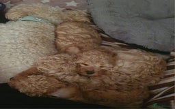 Poochon dogs for sale: Beautiful Poochon Puppies - Image 4