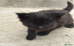 Domestic Shorthair cats for sale: 4 Beautiful Short Hair Kittens  - Image 7