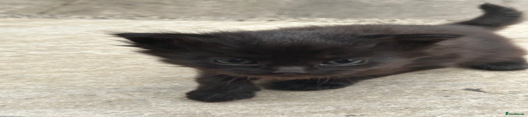 Domestic Shorthair Kitten 4