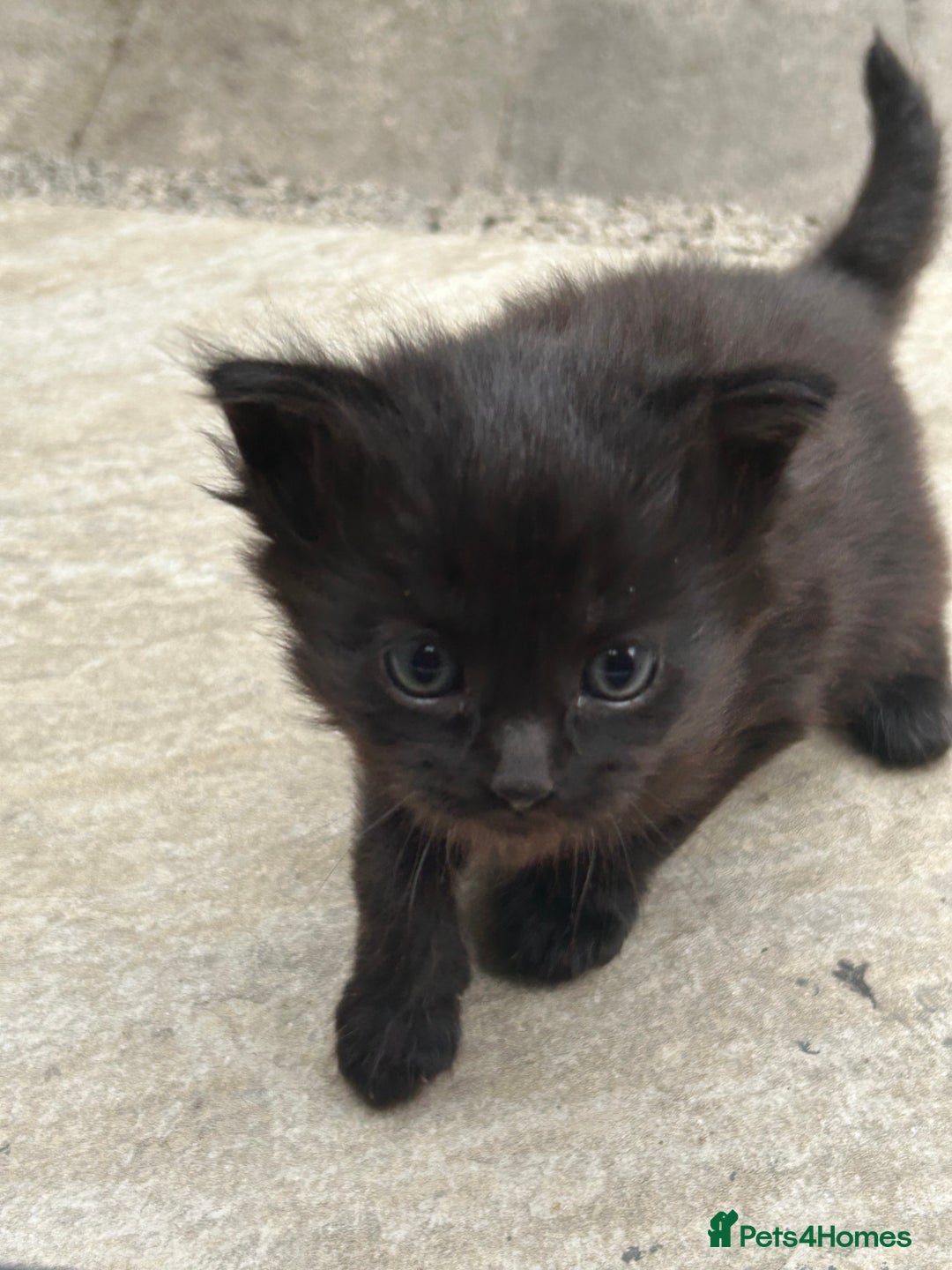 Domestic Shorthair cats for sale: 4 Beautiful Short Hair Kittens  - Image 7