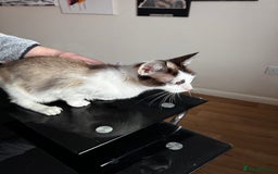 Siamese cats for sale: Siamese snowshoe female cat for sale - Advert 3
