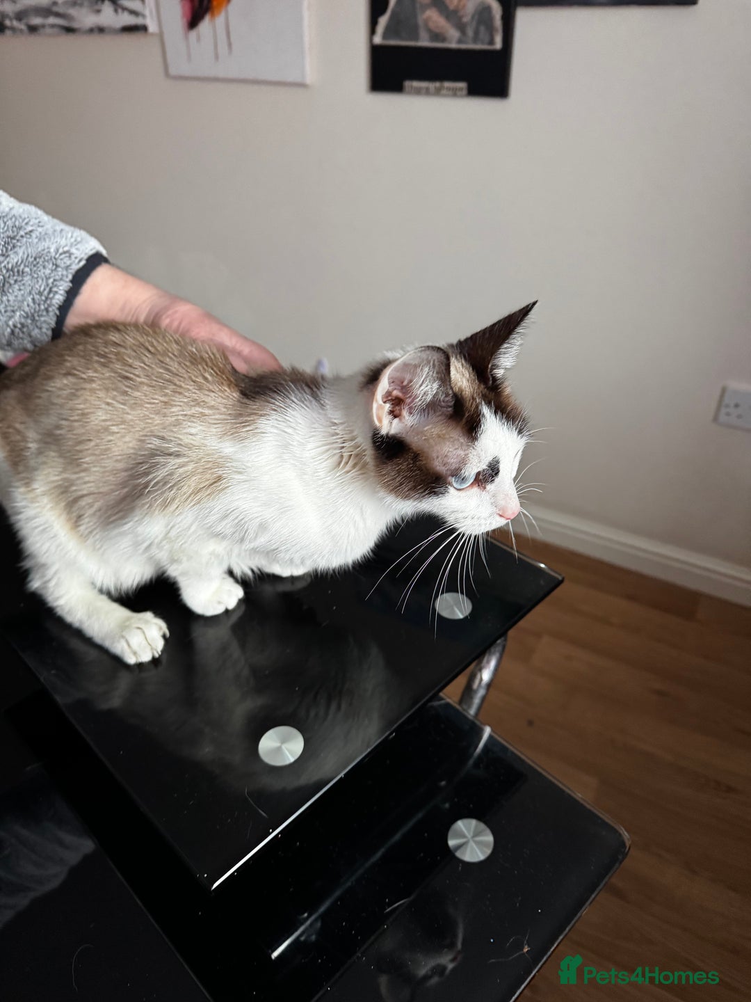 Siamese cats for sale: Siamese snowshoe female cat for sale - Advert 3
