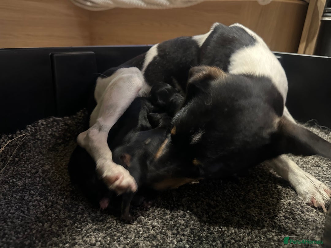 Jackapoo dogs for sale: Jackapoos  - Image 11