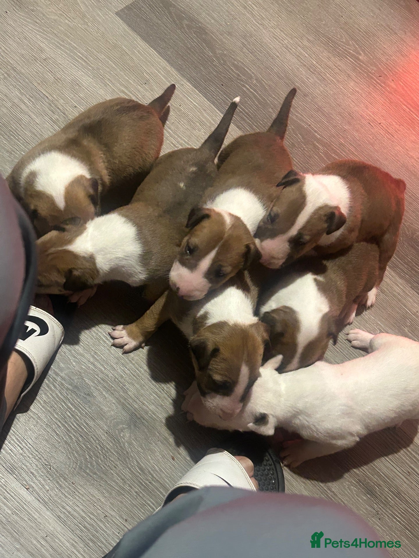 English Bull Terrier dogs English bullterrier puppies  - Advert 1