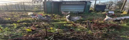 Chickens poultry for sale: Swedish Flower Hen – Rare Breed - Advert 7