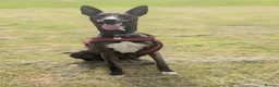 Lurcher dogs for adoption: Splash - Advert 2