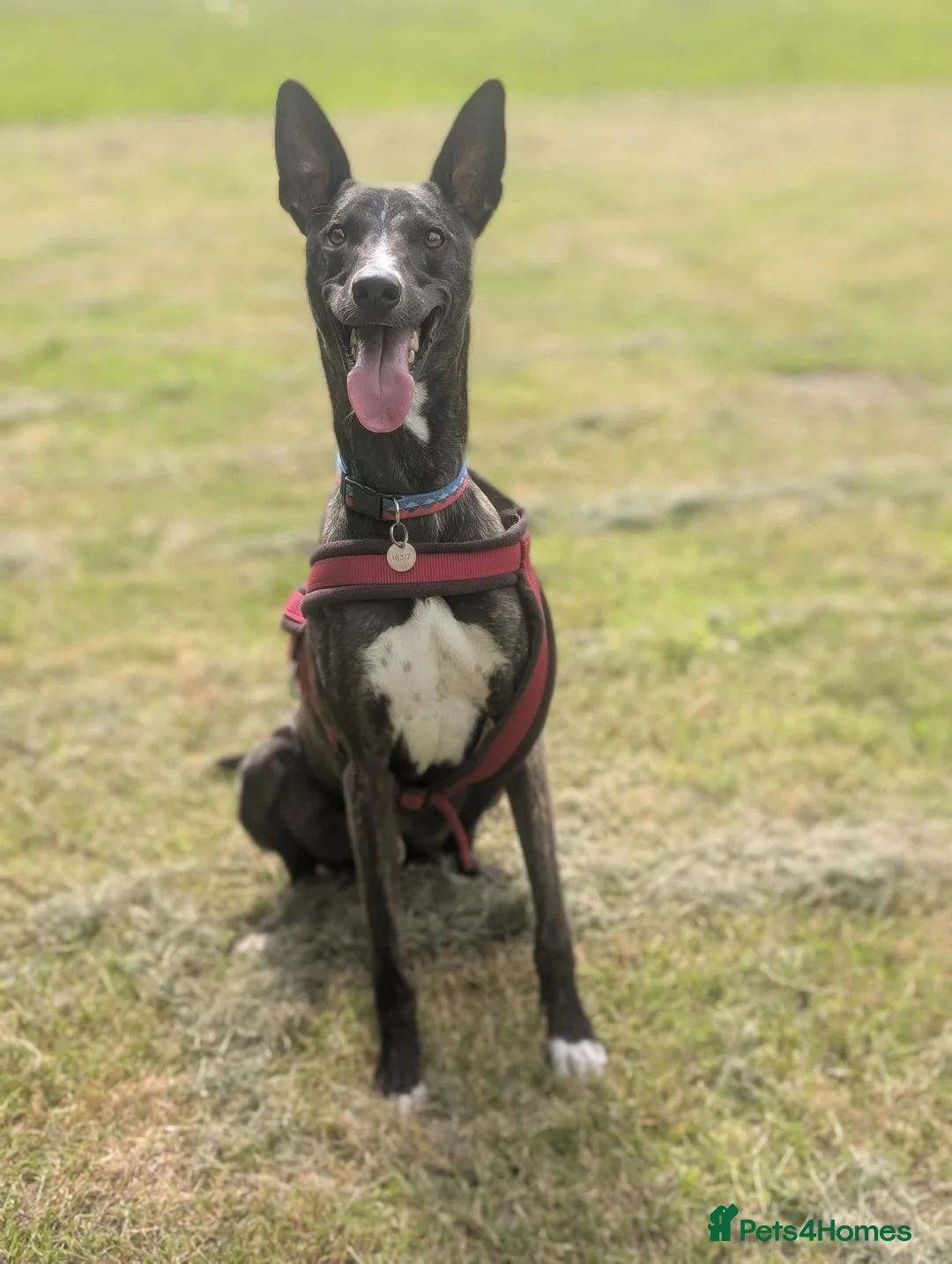 Lurcher dogs for adoption: Splash - Advert 2
