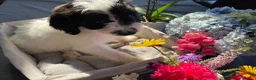 Cockapoo dogs for sale: 🐾❤️ Exceptional F1 Cockapoo Puppies ❤️🐾 - Advert 14
