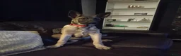 Belgian Shepherd Dog dogs for sale: Belgian Malinois Female - Advert 7
