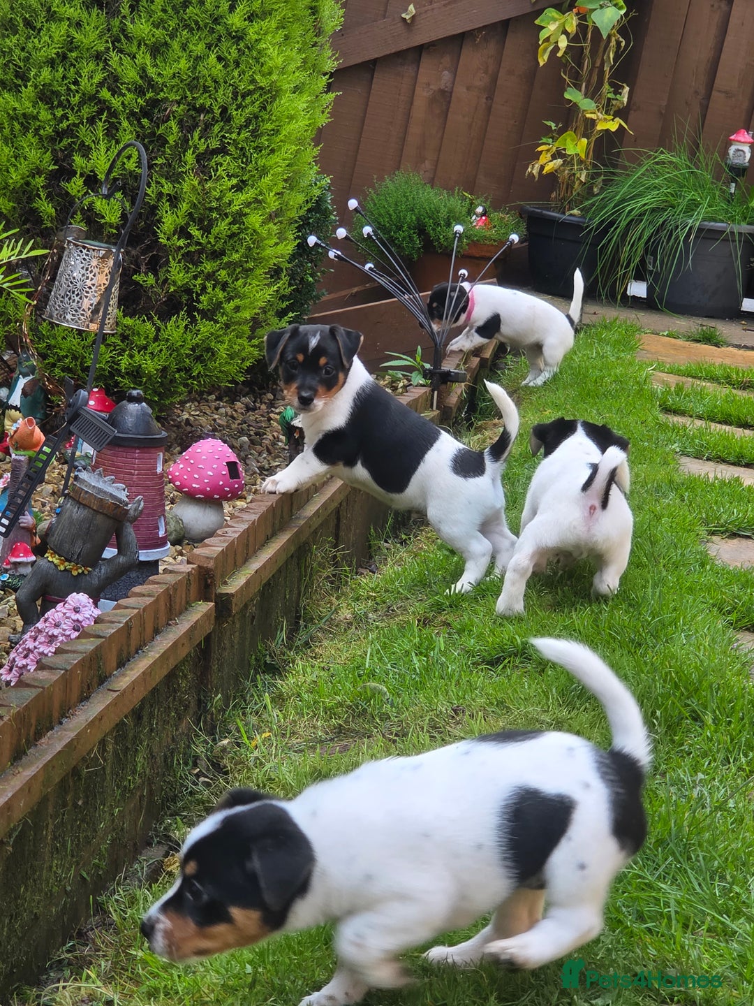 Jack Russell dogs for sale: Tricolour short legs Jack Russell  - Image 14