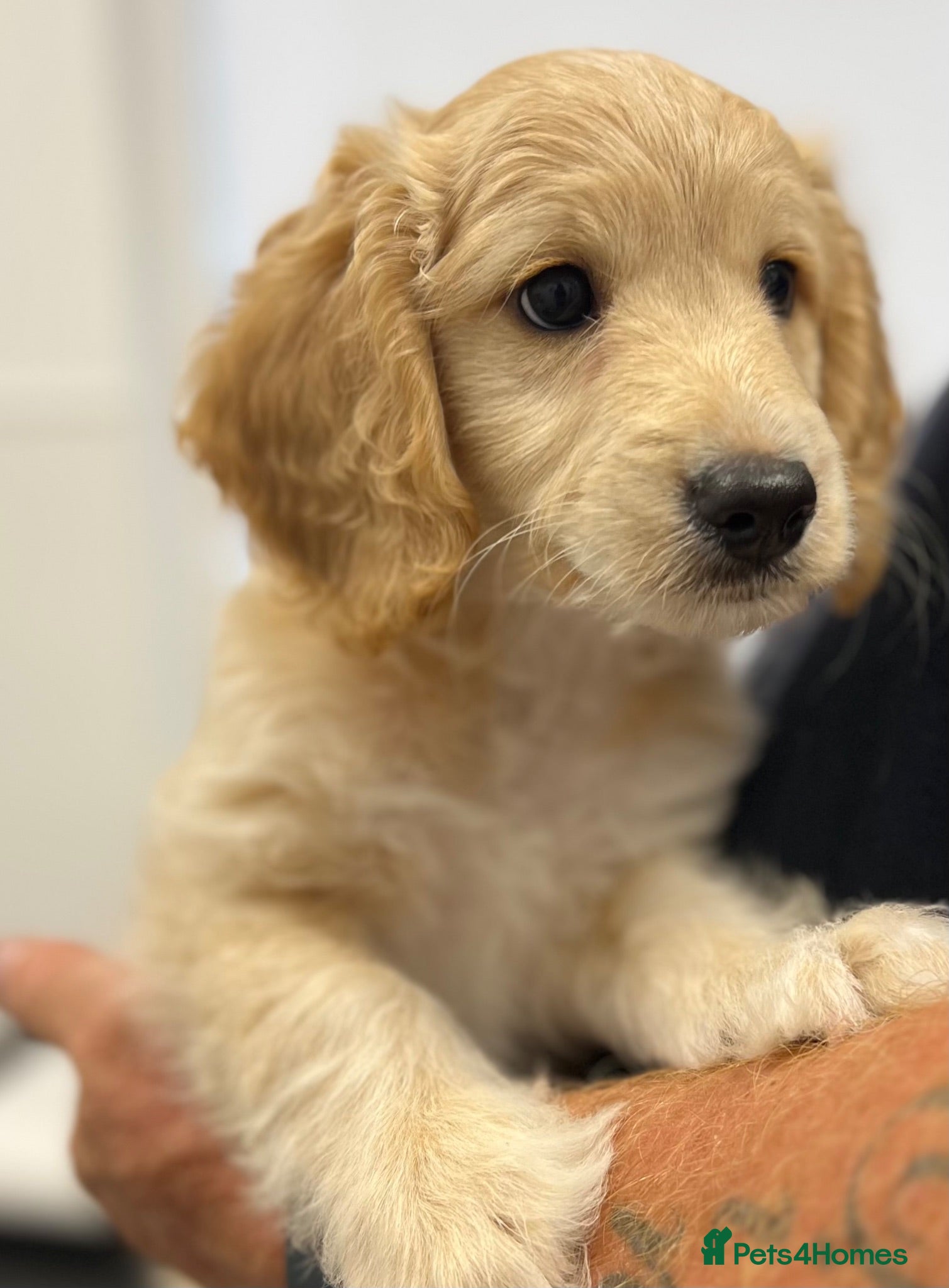 Cockapoo dogs Cockerpoo F1b puppies Ready now one boy left  - Advert 14