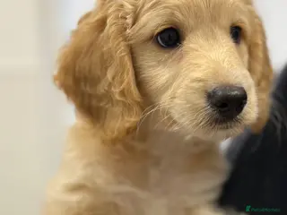 Cockapoo dogs Cockerpoo F1b puppies Ready now one boy left - Advert 14