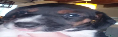 Jackshund Puppy 1