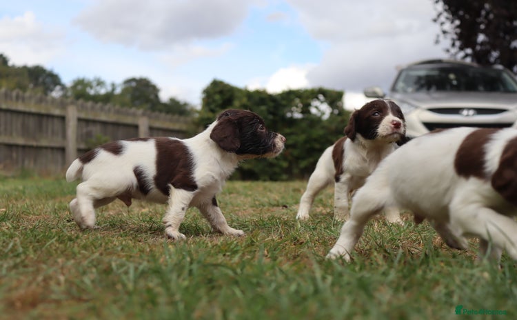English Springer Spaniel dogs - Advert 1