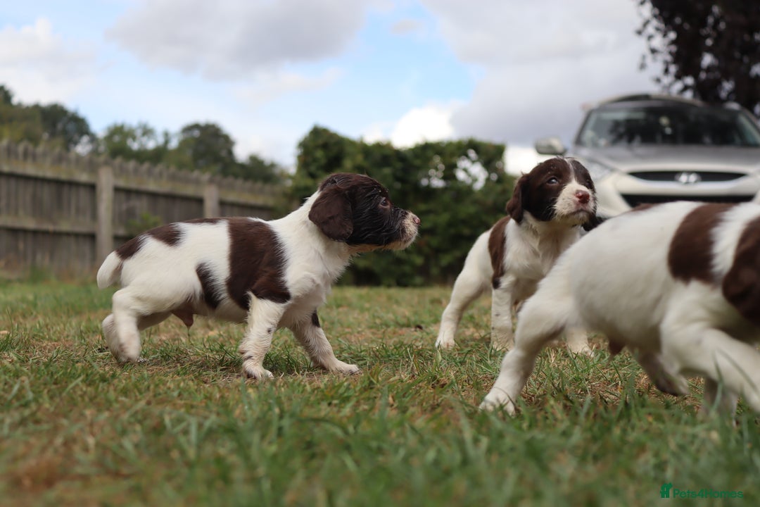 English Springer Spaniel dogs for sale: 2 Lovely Male Springer Spaniels - Image 14