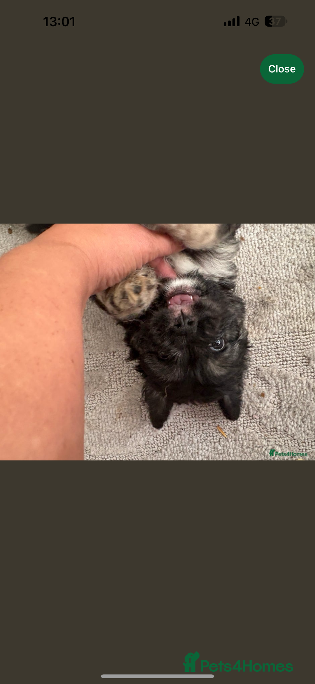 Mixed Breed dogs for sale: 3 beautiful froodle pups for sale 1 girl 2 boys - Image 4