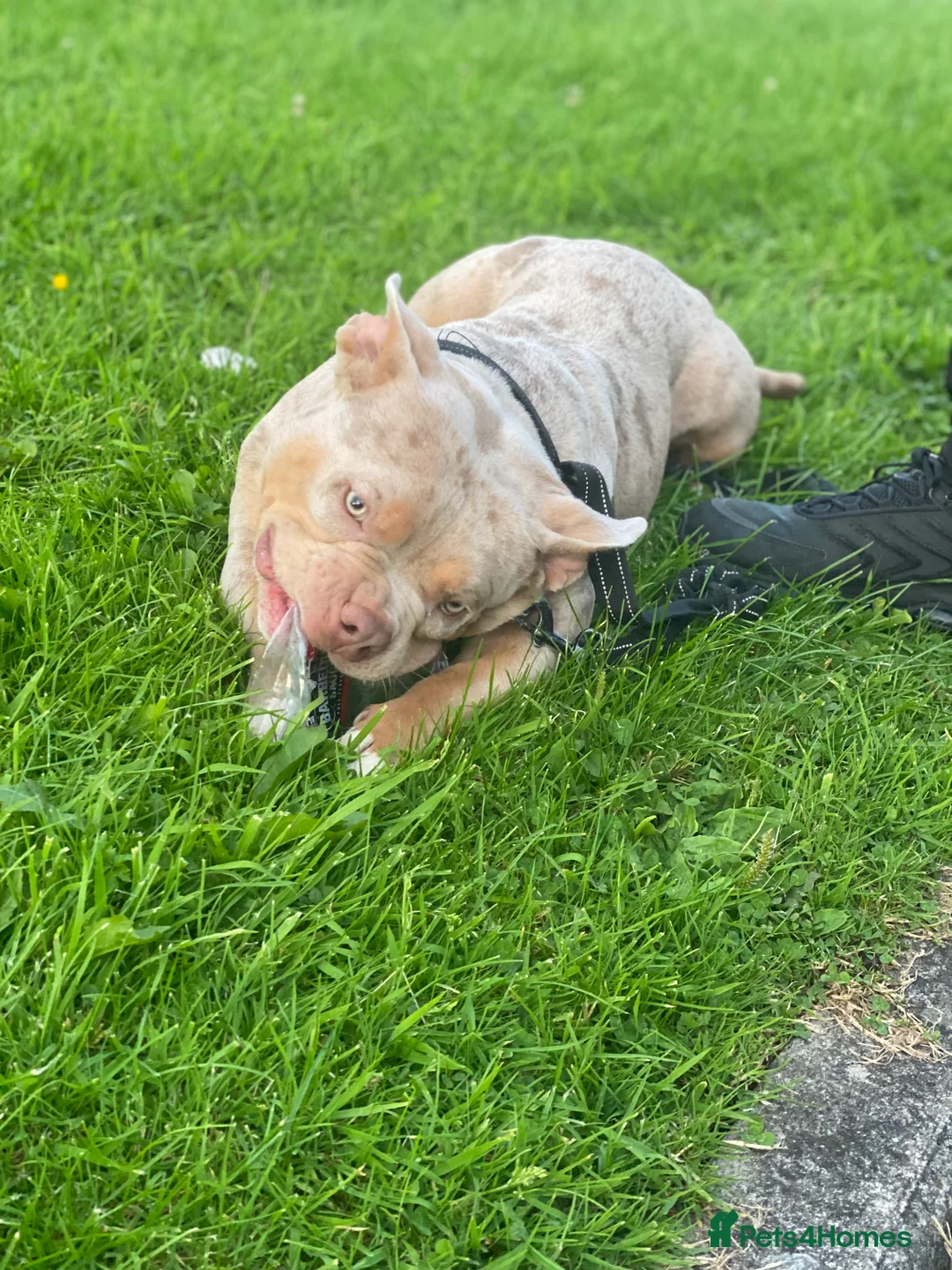 American Bully dogs for stud: Lilac tri Merle pocket bully ABKC registered in Manchester - Advert 10