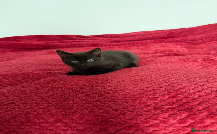 Manx cats - Advert 3
