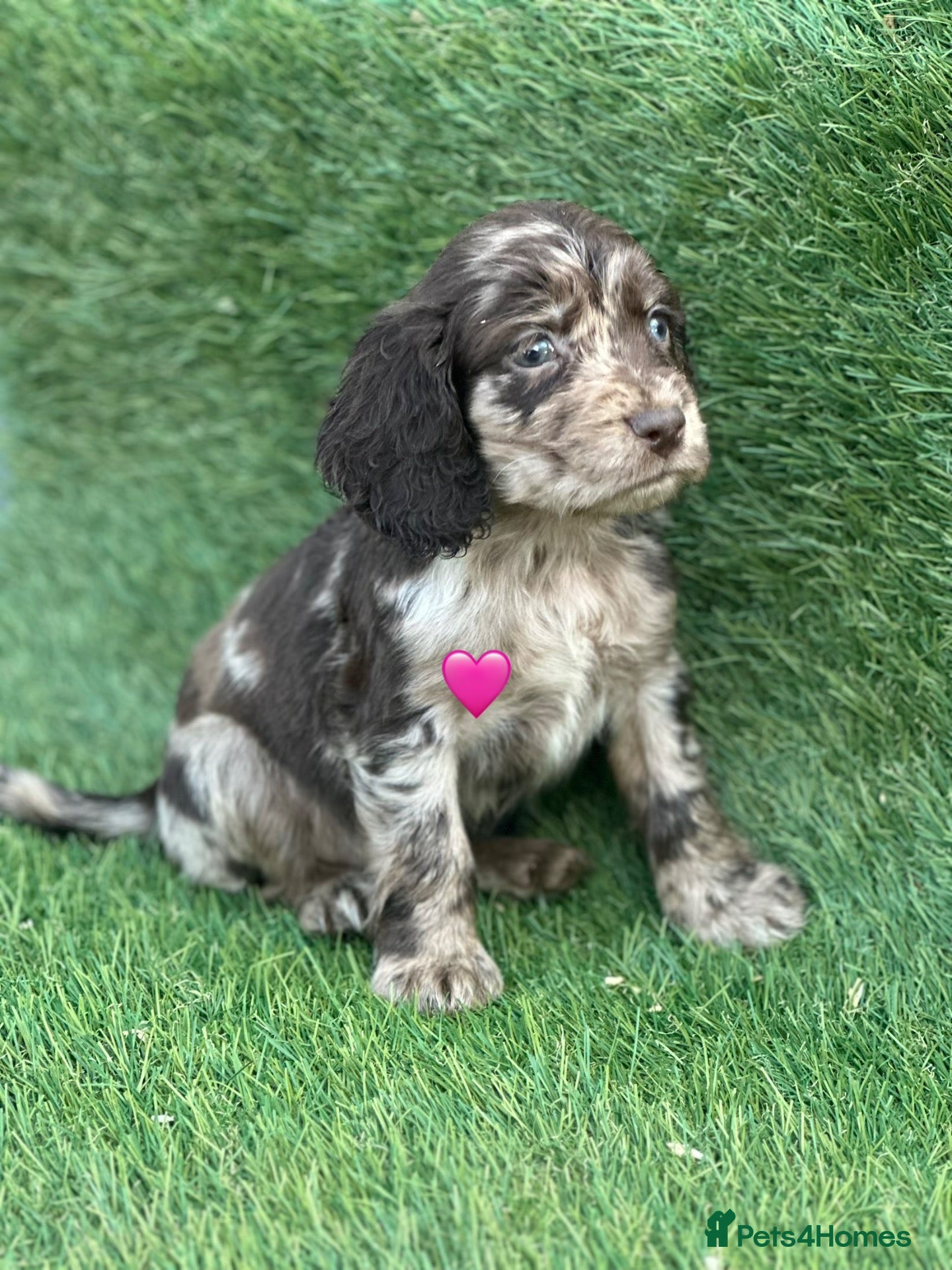Cocker Spaniel dogs Beautiful Cocker Spaniel Puppies Last 2 Girls Left - Advert 17