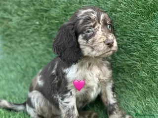 Cocker Spaniel dogs Ready To Leave Cocker Spaniel Puppies - Advert 2