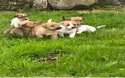Mixed Breed dogs for sale: Jack Russell x Yorkies - Image 1