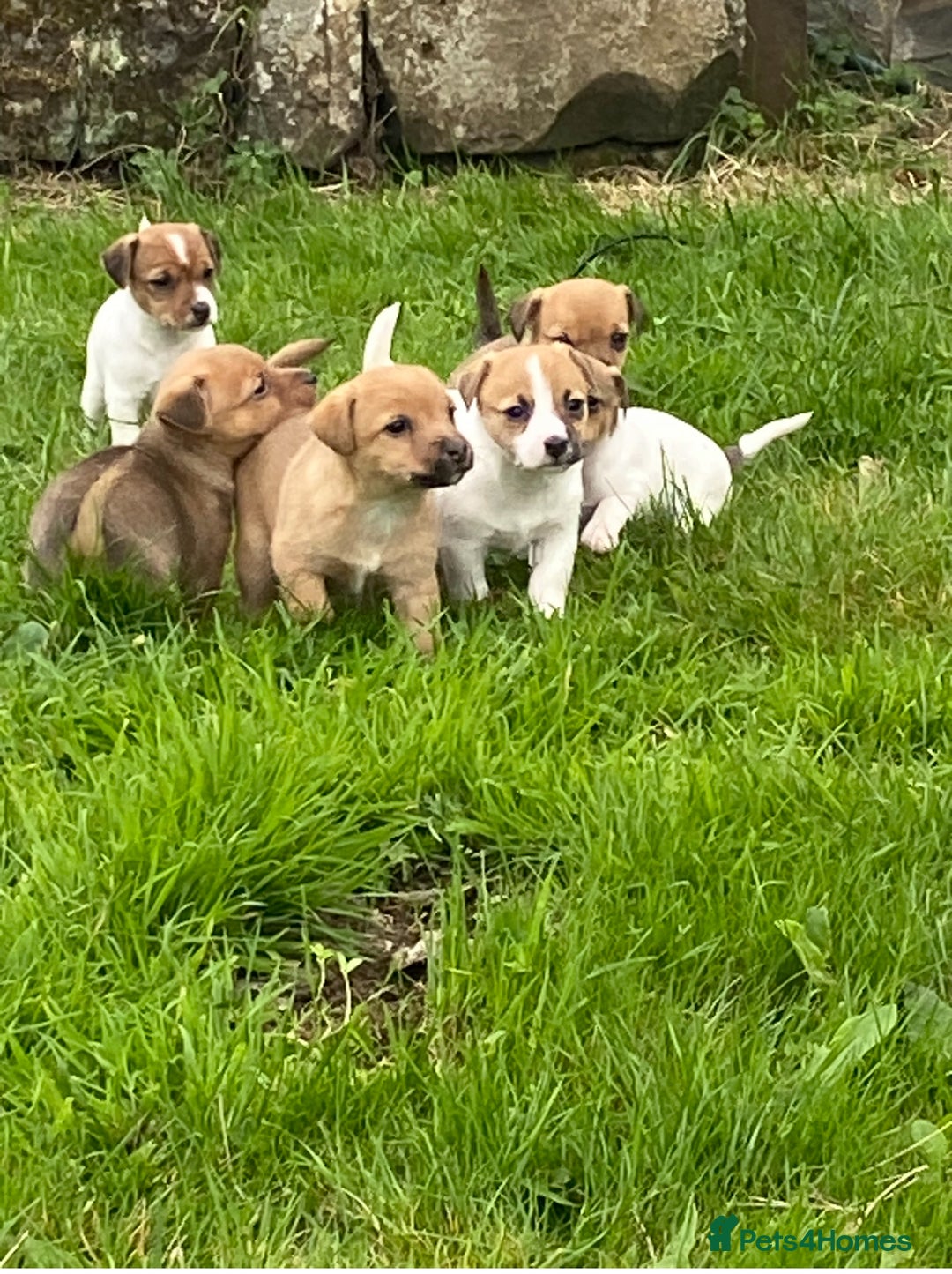 Mixed Breed dogs for sale: Jack Russell x Yorkies - Image 1