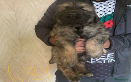 Caucasian Shepherd Dog dogs for sale: Caucasian shepherd puppies titan bloodline  - Image 7